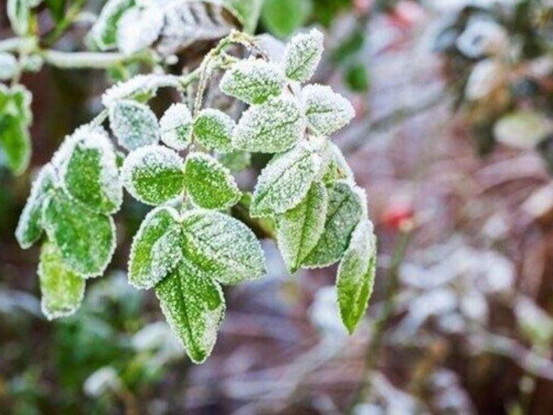 احتمال سرمازدگی باغات آذربایجان‌غربی/کشاورزان اقدامات حفاظتی را انجام دهند