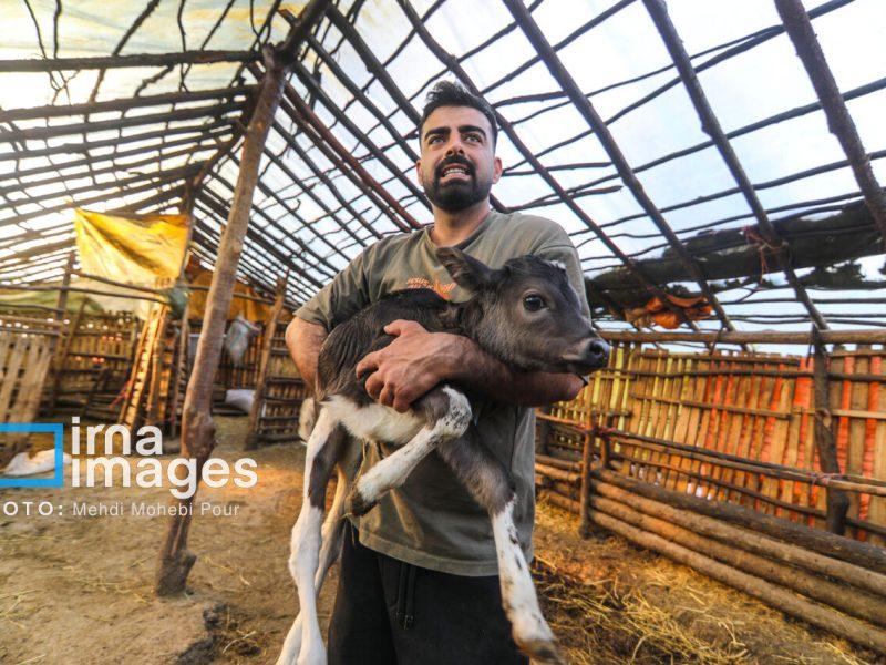 «تولید و توسعه» ریل گذاری دولت برای روستاهای مازندران