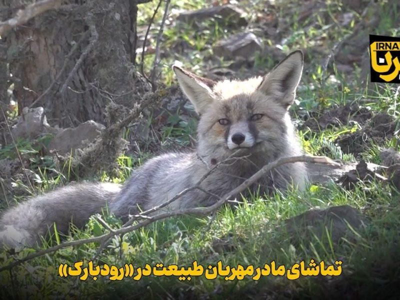 فیلم | تماشای مادر مهربان طبیعت در «رودبارک»