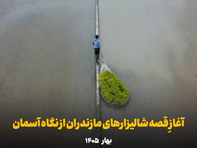 فیلم | آغازِ قصه شالیزارهای مازندران از نگاه آسمان
