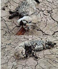 کشف لاشه یک فرد یوزپلنگ آسیایی در منطقه پناهگاه حیات وحش میاندشت جاجرم