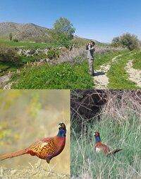 سرشماری بهاره قرقاول در رازوجرگلان آغاز شد
