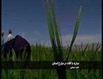 مبارزه با آفات مزارع غلات در خراسان شمالی