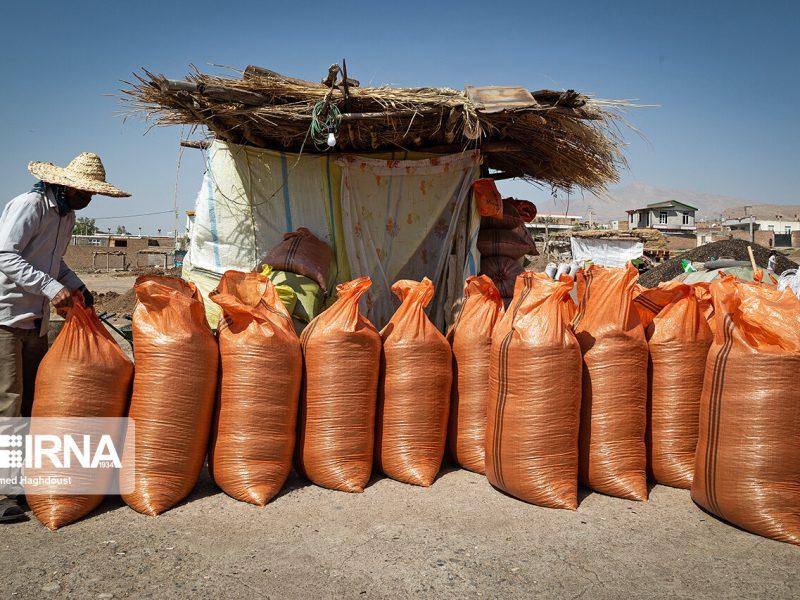 انهدام باند سرقت تخمه آفتابگردان در خوی/ ۸ متهم دستگیر شدند