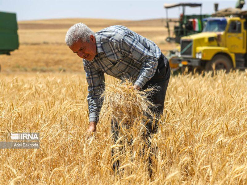پنج هزار هکتار اراضی گناباد زیر کشت غلات رفت