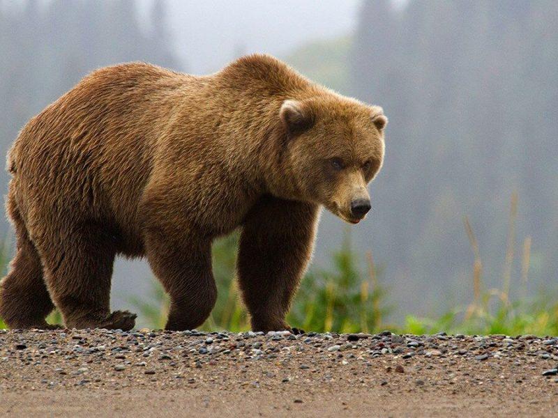 خرس قهوه‌ای سبلان در برنامه حفاظت مشارکتی