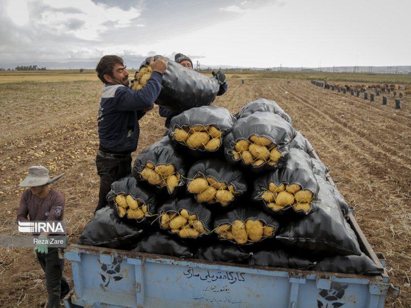سیب زمینی گلستان پس از رفع موانع صادراتی به آسیای میانه رسید