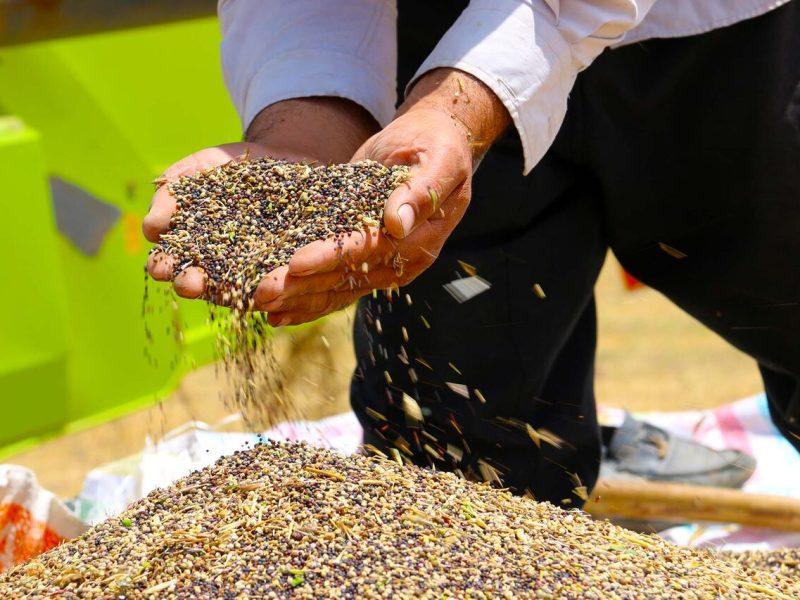 آغاز خرید توافقی کلزا در گلستان با قیمتی بالاتر از نرخ تضمینی
