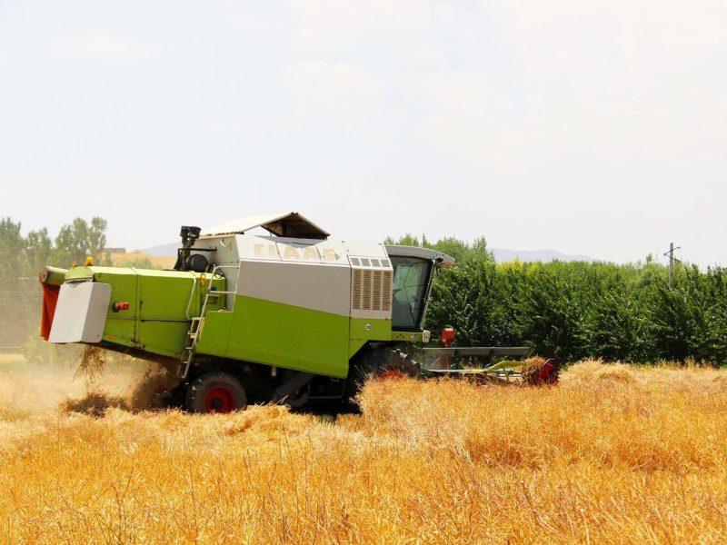 برداشت کلزا در خرمشهر به ایستگاه پایانی رسید