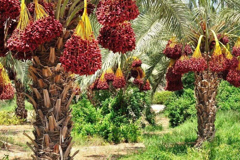 خرماداران در بُنبست صادرات؛ مشتریان خارجی در انتظار
