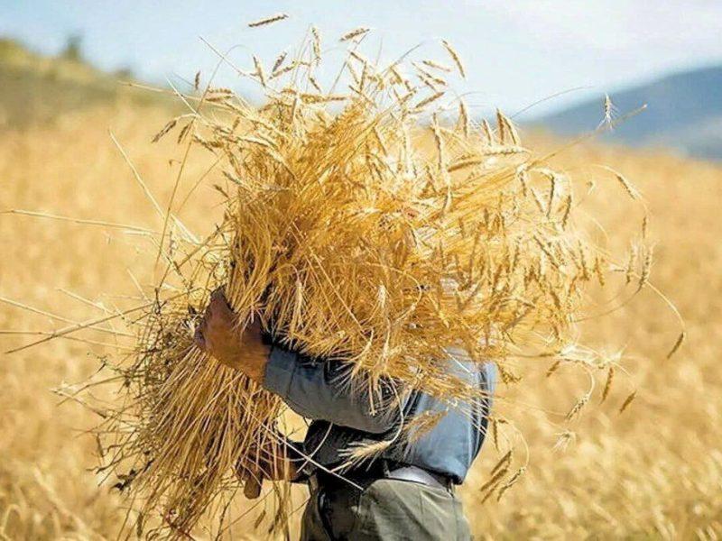 خرید تضمینی گندم از مرز ۱.۵ میلیون تن عبور کرد