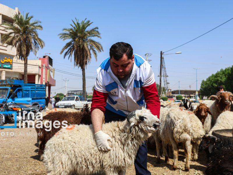 ۳۵ گروه نظارتی دامپزشکی برای عید قربان در ایلام ساماندهی شد