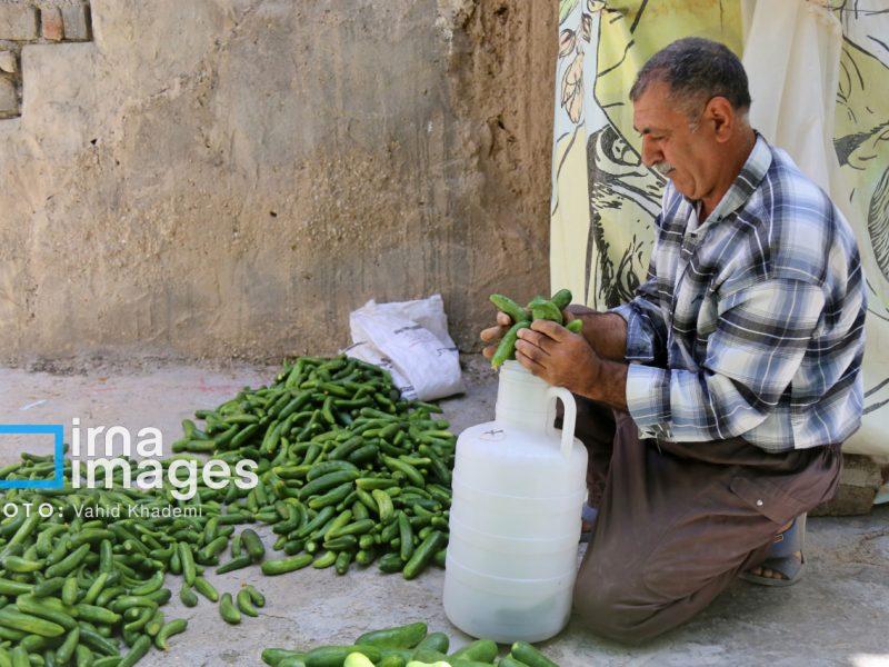 جهش در آمار بازنشستگان صندوق بیمه روستاییان خراسان‌شمالی؛ عبور از ۶ هزار نفر