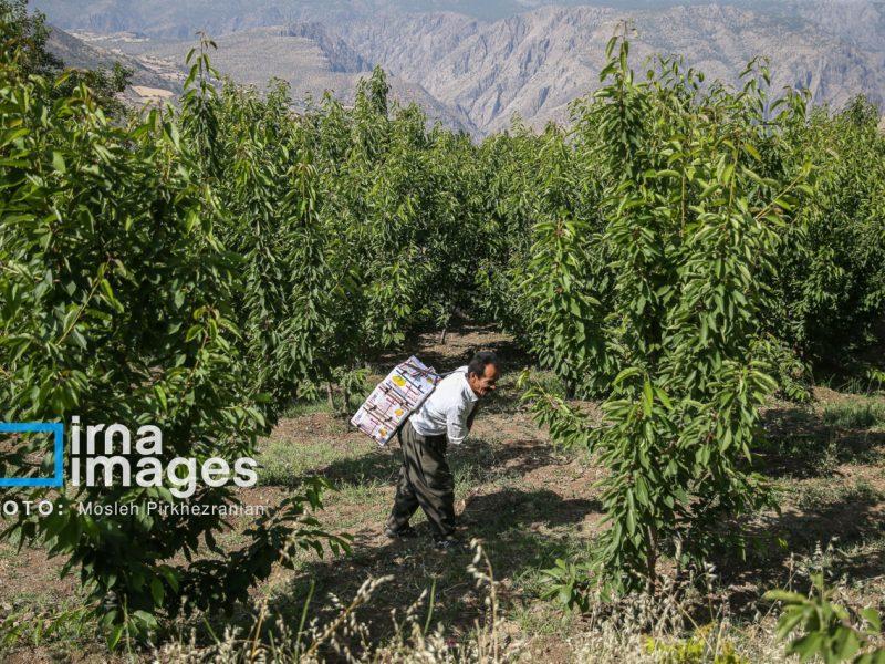 پرداخت بیش از سه هزار میلیارد ریال تسهیلات مصوب سفر رئیس جمهور به بخش کشاورزی کردستان