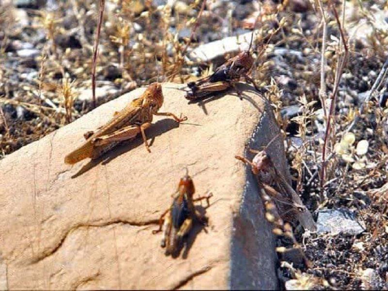 پایش ۷۰۰ هزار هکتار از مراتع سیستان‌ و بلوچستان برای رصد ملخ صحرایی