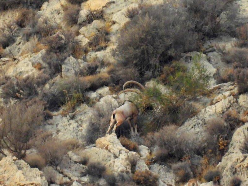 ایلام نفس سبز زاگرس را زنده نگه می‌دارد