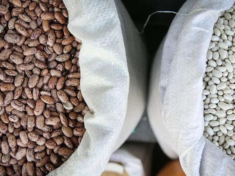 جایگاه نخست زنجان در تولید بذر انواع لوبیا