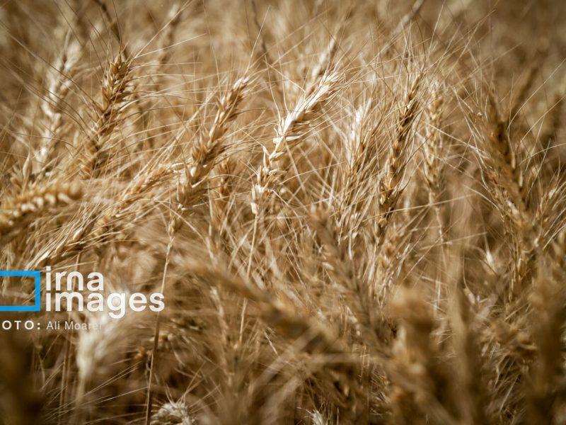 استان مرکزی؛ شکاف علم و عمل در کشاورزی تا مهار تورم با نوآوری