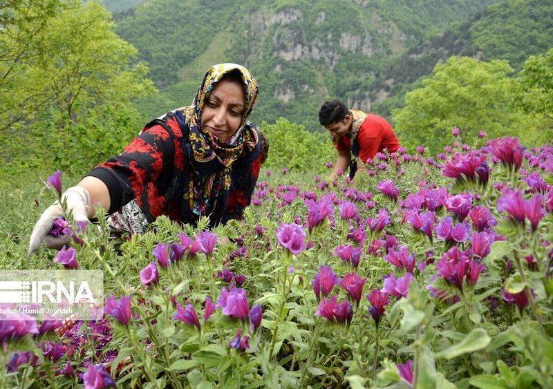 کاهش ذخایر گیاهان دارویی همدان؛ زنگ خطر نابودی گونه‌های ارزشمند