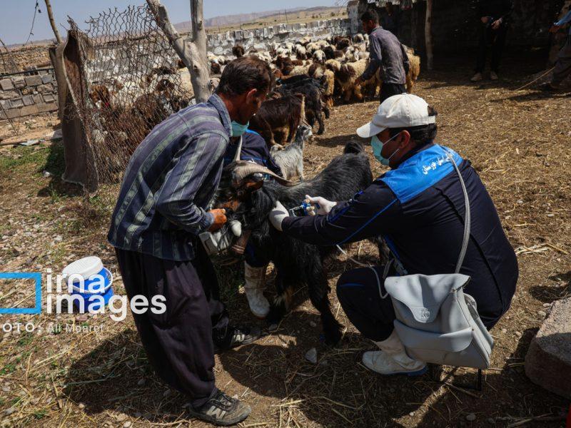 ۸۰۰ هزار ۱۷۸ راس دام بوشهر علیه بیماری تب برفکی واکسینه شدند