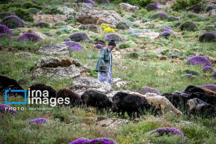 واگذاری مدیریت ۷۴۹ هزار هکتار از مراتع استان مرکزی به بهره‌برداران