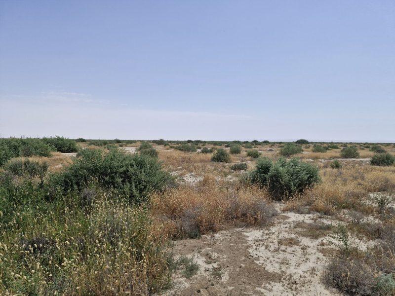 احیای طلایی مراتع مرزی گلستان با نهالهای مقاوم