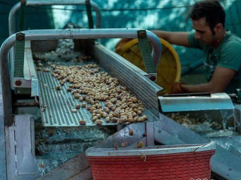 تحقق رویای تولیدکنندگان طلای سبز؛ گام نهایی در تکمیل پایانه صادرات پسته پس از ۱۹ سال