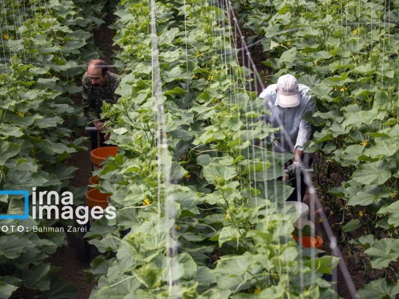 خیز بلند گلخانههای همدان برای فتح بازارهای جهانی؛ هدفگذاری ۴۰ هزار تنی صادرات
