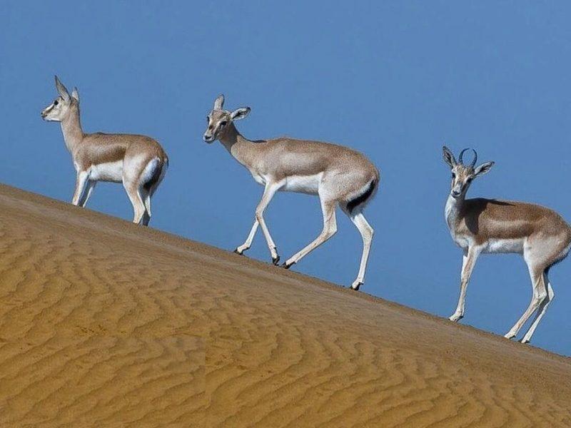 چرای بیرویه دام، تهدیدی جدی برای بقای آهوی میشداغ در دشت ازادگان