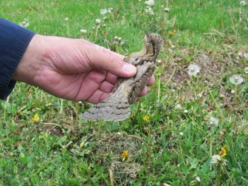 گونه نادر دارکوب قهوه‌ای در اردبیل مشاهده شد