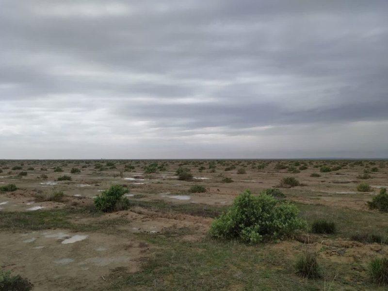 بارشهای بهاری، دامداران گلستان را از علوفه دستی بینیاز کرد