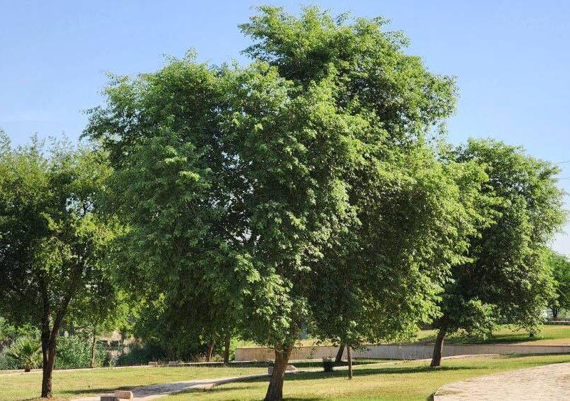 طلای سبز شیشم، میراث ماندگار دزفول