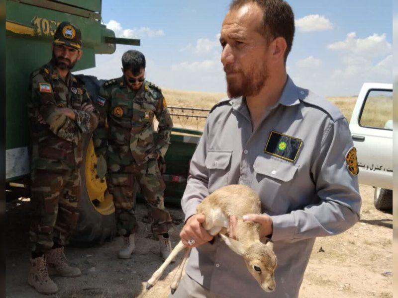 کشف و ضبط یک رأس بره آهو از یک نفر متخلف در شهرستان قصرشیرین