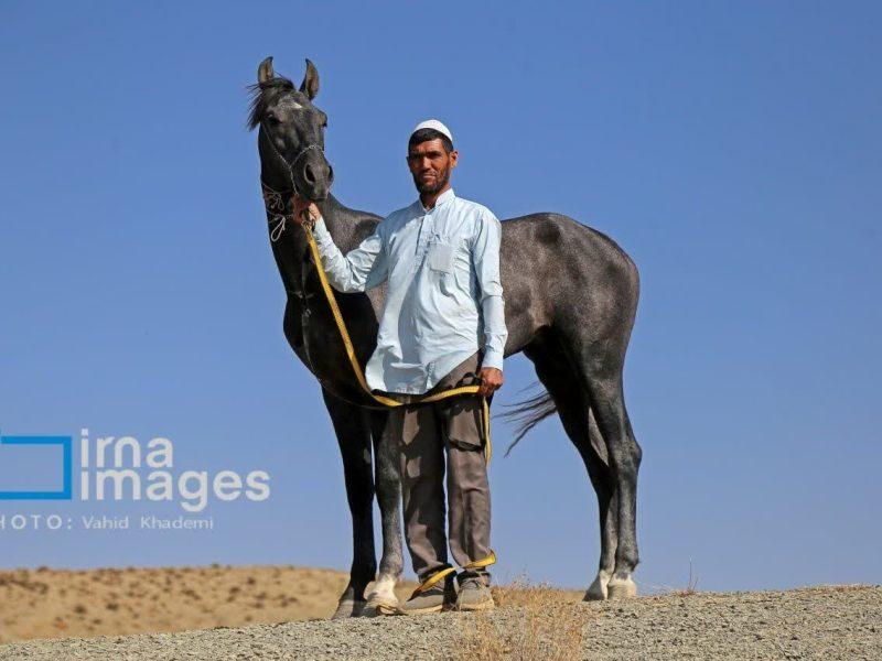 فیلم/ میراث‌داران نجابت؛ پیوند ناگسستنی ترکمنان با اسب‌
