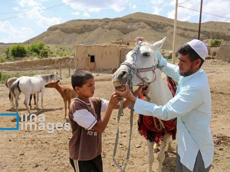 صدای زندگی در «کاریز» خراسان شمالی؛ میان دشت، اسب و رویا