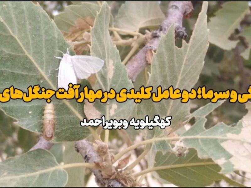 فیلم | بارندگی و سرما؛ دو عامل کلیدی در مهار آفت جنگل‌های بلوط کهگیلویه وبویراحمد