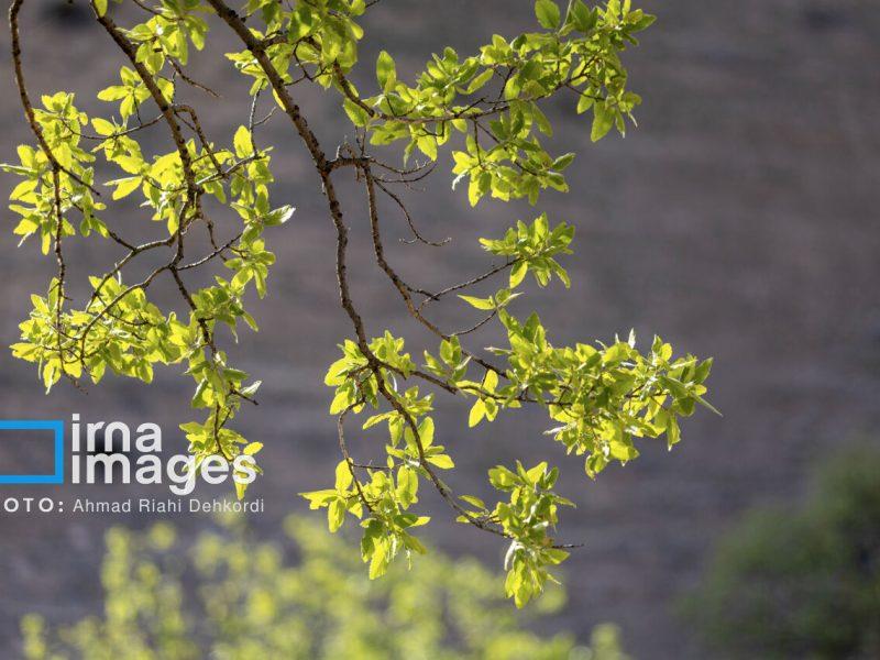 دمای شهرکرد در دومین روز از خرداد به زیر صفر رسید