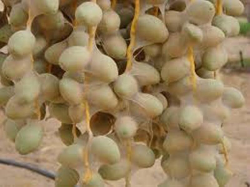 جهاد کشاورزی بوشهر نسبت به طغیان «کنه گردآلود» در نخلستان‌ها هشدار داد