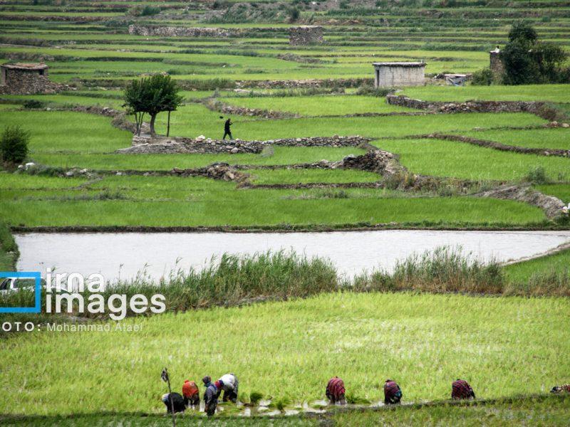 معاون استاندار: کشت‌ برنج یک تهدید جدی برای توسعه پایدار شرق کرمانشاه است