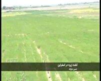 کشت زیره در هزار و ۶۵۰ هکتار از اراضی اسفراین 