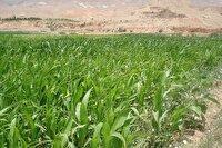کشت ۶۰ هزار هکتار انواع گیاهان علوفه‌ای در خراسان شمالی