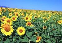 کشت دو هزار و ۵۰۰ هکتار آفتابگردان در خراسان شمالی