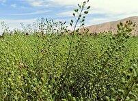 خراسان شمالی، پیشتاز کشت دانه روغنی کاملینا در کشور