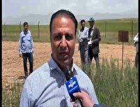 هشت و نیم میلیون هکتار از اراضی دیم کشور در مدار پژوهش‌های جدید