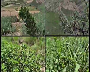 خراسان شمالی، داروخانه گیاهان دارویی در کشور