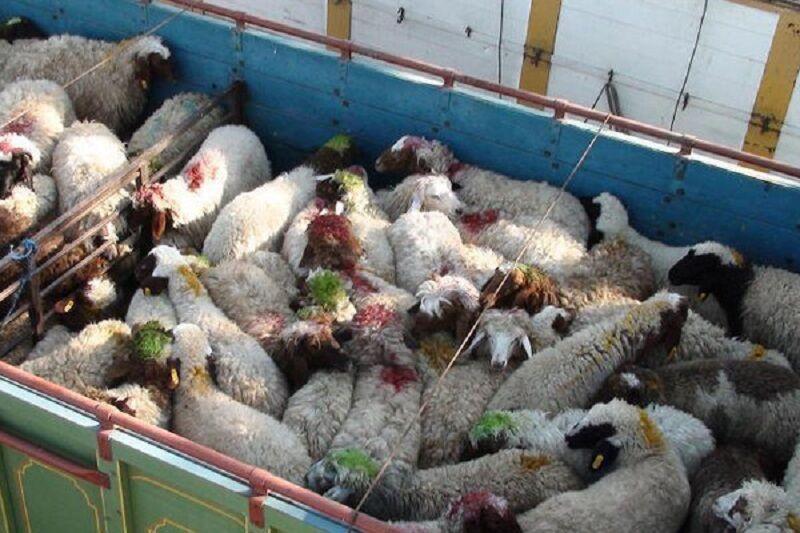 ۱۰ متهم به سرقت مسلحانه احشام در خراسان رضوی دستگیر شدند