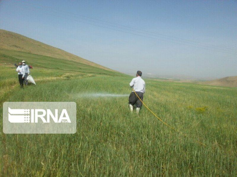۴۷۴ هزار هکتار از مزارع کرمانشاه علیه علفهای هرز سمپاشی شد