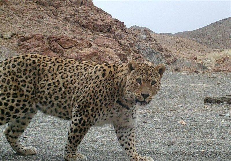 پلنگ ایرانی سلطان صخرههای سترگ لرستان