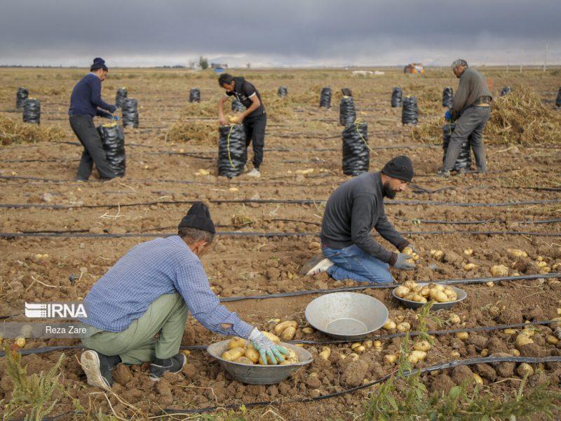 صادرات هفتگی سیب‌زمینی، نسخه موفق گلستان برای حمایت از کشاورزان