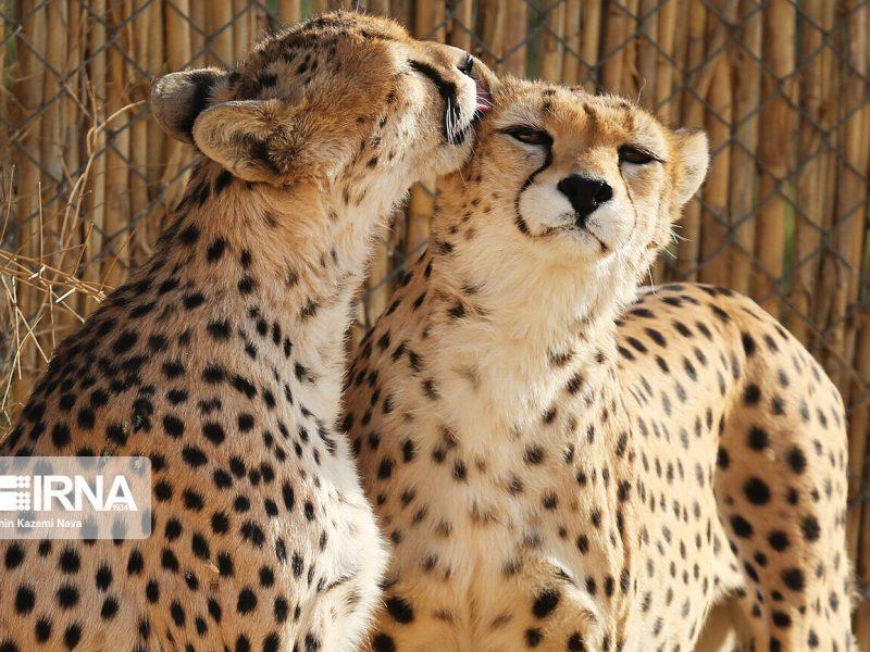 چشم‌های بیدار فناوری برای نجات آخرین یوزهای ایران